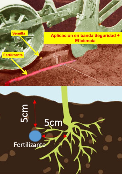 Guía De Fertilizantes Fosfóricos Para Cultivos Intagri Sc